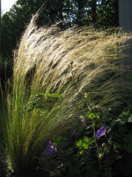Haar-Federgras - Stipa capillata Haar-Federgras - Stipa capillata