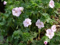 Storchschnabel - Geranium sanguineum 'Apfelblüte' Storchschnabel - Geranium sanguineum 'Apfelblüte'