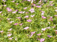 Pyrenäen-Storchschnabel - Geranium endressii Pyrenäen-Storchschnabel - Geranium endressii
