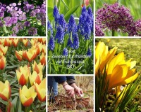 Zwiebeln für Insekten von früh bis spät - BIO Zwiebeln für Insekten von früh bis spät - BIO