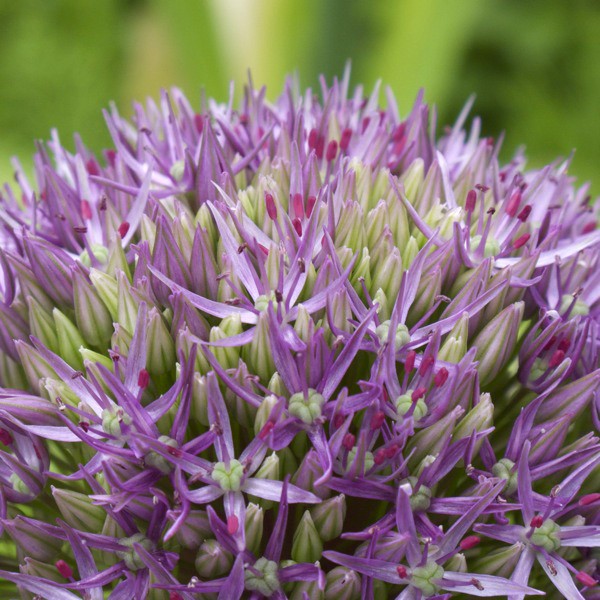 Allium 'Beau Regard'