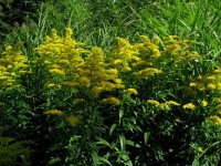 Goldrute - Solidago Hybride ´Stralenkrone` Goldrute - Solidago Hybride ´Stralenkrone`