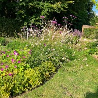 Gaura Summer Breeze mit Verbena bonariense und Agastache Gaura Summer Breeze mit Verbena bonariense und Agastache