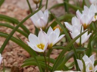 Tulipa polychroma