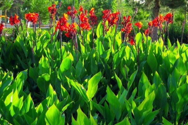 Canna indica ‘Orange’ - BIO