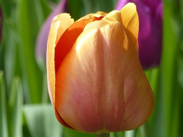 Tulpe Malibu