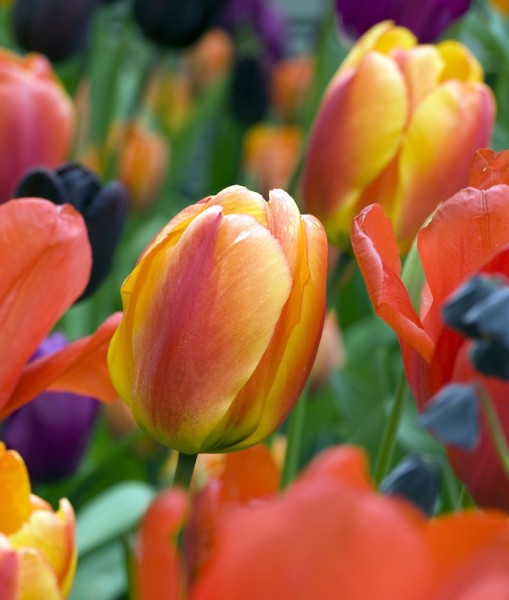 Tulpe Oxford Wonder