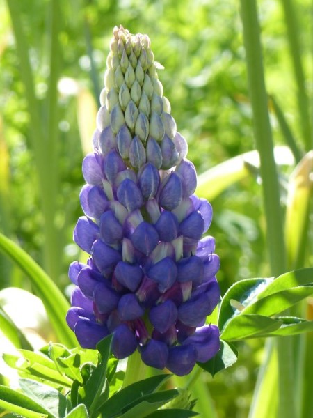 Lupine - Lupinus Polyphyllus-Hybr. ‘Kastellan’