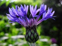 Bergflockenblume - blaue Schönheit! Bergflockenblume - blaue Schönheit!