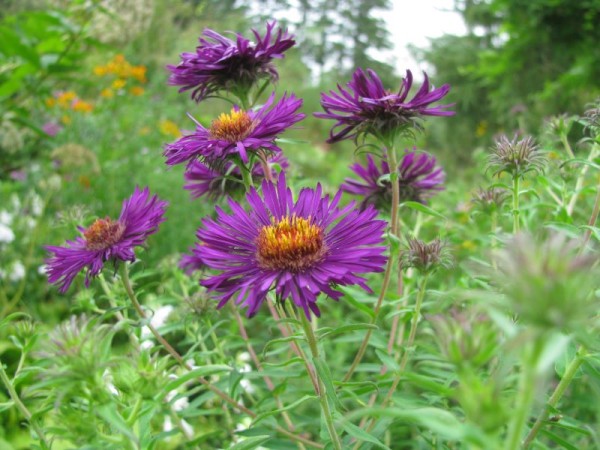 Rauhblattaster - Aster novae-angliae `Purple Dom´