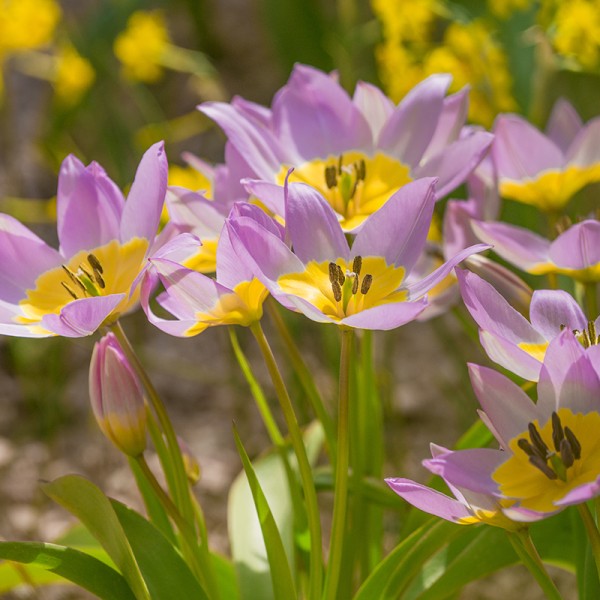 Tulipa saxatilis, die Felsentulpe