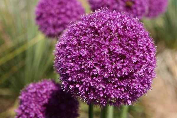 Allium Gladiator