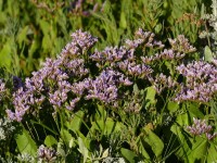 Breitblättrige Steppenschleier, Meerlavendel oder Strandflieder - Limonium latifolium Breitblättrige Steppenschleier, Meerlavendel oder Strandflieder - Limonium latifolium