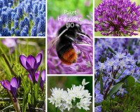 Zwiebeln für Insekten 'Happy Bee' - BIO Zwiebeln für Insekten 'Happy Bee' - BIO