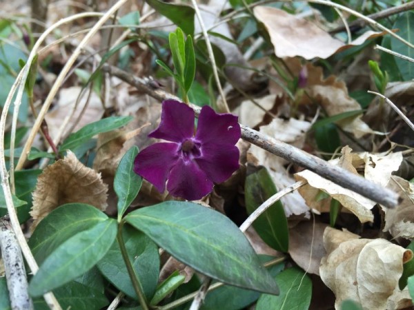 Kleinblättriges Immergrün - Vinca minor ´Atropurpurea`(´Rubra´) 