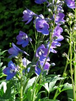 Hohe Rittersporn - Delphinium Elatum-Hybr. ‘Lanzenträger’ Hohe Rittersporn - Delphinium Elatum-Hybr. ‘Lanzenträger’