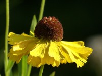 Helenium Wesergold Helenium Wesergold