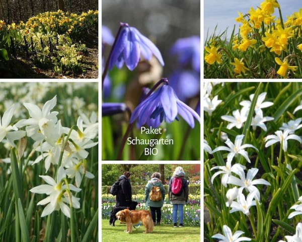 Blumenzwiebelsortiment Schaugarten-Mix - BIO