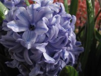 Hyazinthe 'Delfts Blauw' Hyazinthe 'Delfts Blauw'