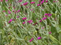 Vexiernelke - Lychnis coronaria Vexiernelke - Lychnis coronaria