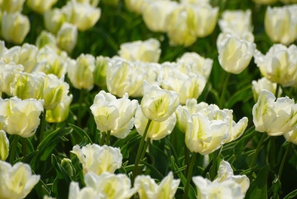 Papagei-Tulpe White Rebel in Bio-Qualität