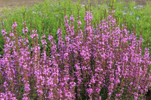 Blutweiderich - Lythrum ‘Dropmore Purple’
