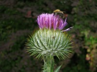 Onopordum acanthium Onopordum acanthium