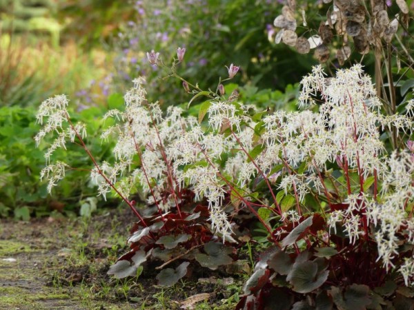 Herbst-Steinbrech - Saxifraga cortusifolia var. fortunei´Maigrün`