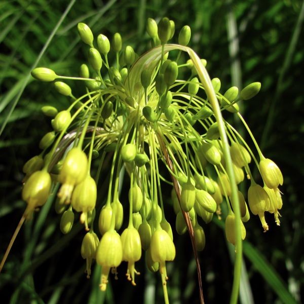 Allium flavum 5 Stück