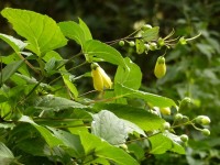 Wachsglocke - Kirengeshoma palmata Wachsglocke - Kirengeshoma palmata