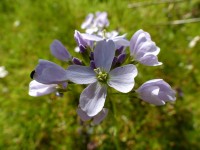 Wiesenschaumkraut Wiesenschaumkraut