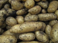 Pflanzkartoffel Bamberger Hörnchen - bio Pflanzkartoffel Bamberger Hörnchen - bio