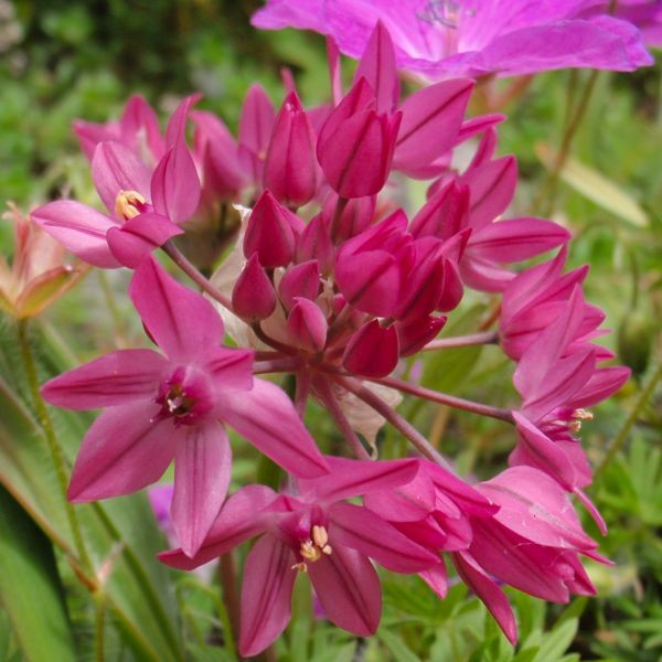 Allium ostrovskianum 'Zwanenburg' 20 Stück