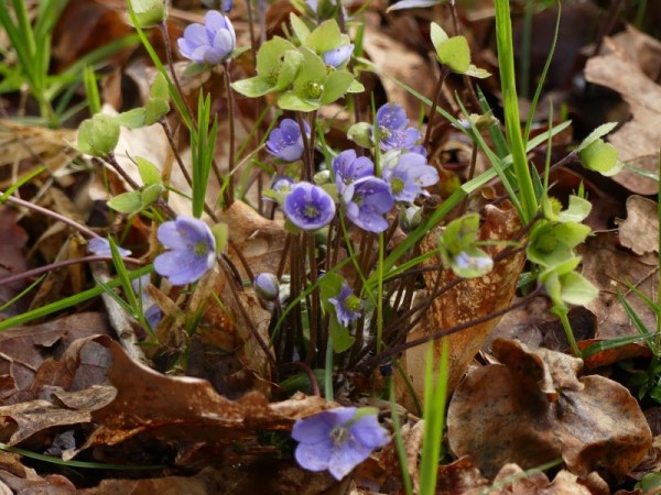 Heimische Leberblümchen - Hepatica nobilis