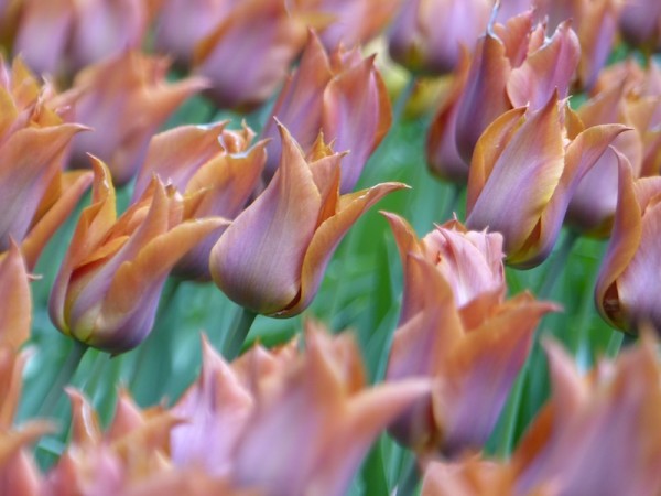 Tulpe Request