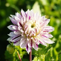 Dahlia Avignon Dahlia Avignon