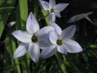 Ipheion uniflorum - BIO Ipheion uniflorum - BIO