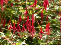 Freilandfuchsie mit herrlich bogigem Wuchs Freilandfuchsie mit herrlich bogigem Wuchs