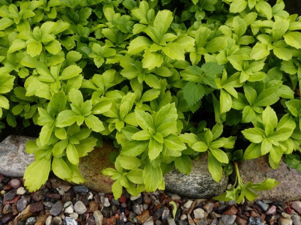 Dickmännchen - Pachysandra terminalis