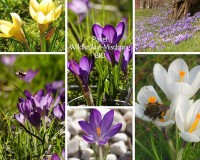 Großes Wildkrokus-Paket Großes Wildkrokus-Paket