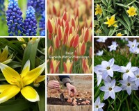 Bienenbuffet für Pflanzkästen - BIO Bienenbuffet für Pflanzkästen - BIO