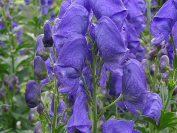 Berg-Eisenhut - Aconitum napellus