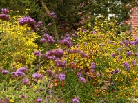 Rudbeckia triloba mit Verbena bonariense Rudbeckia triloba mit Verbena bonariense