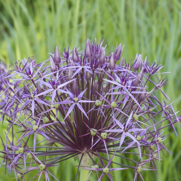 Allium Purple Rain