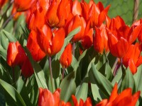 Tulipa praestans 'Zwanenburg Var.'