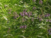 Heilziest - Stachys officinalis in der Wiese Heilziest - Stachys officinalis in der Wiese