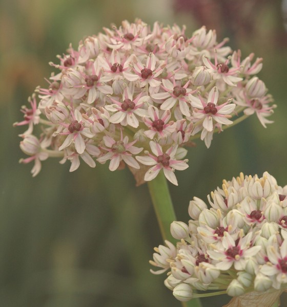 Allium 'Silver Spring'