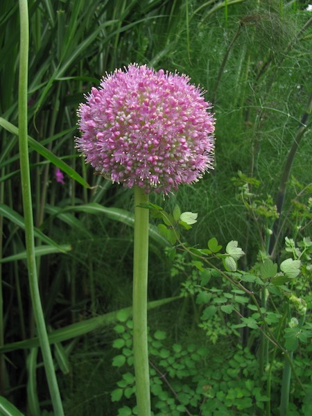Allium Twinkling Star