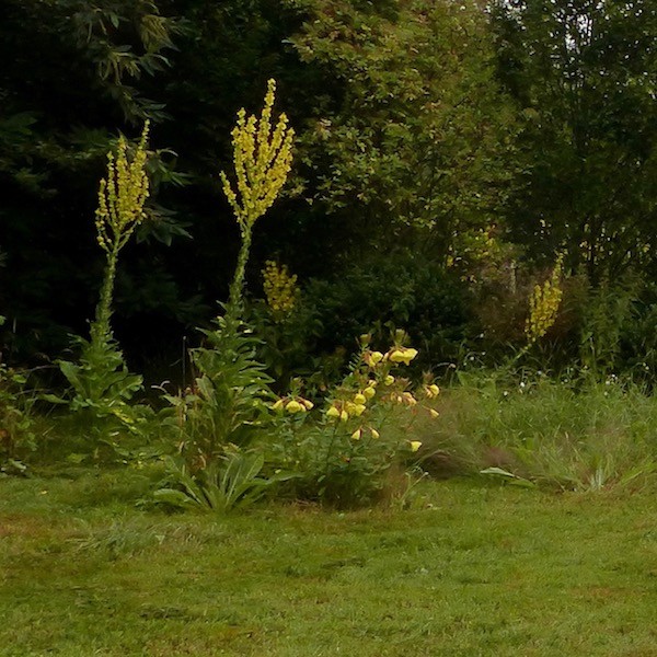 Nachtkerze und Königskerze