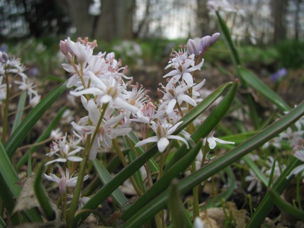 Scilla bifolia 'Rosea'